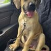 4 mo old Presa Canario Puppy