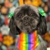 Adult female shih tzu