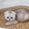 Scottish fold male kittens