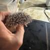 Baby hedgehogs for sale