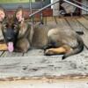 AKC sable DDR German shepherd from imported parents