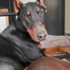 Akc Doberman puppies