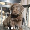 ACA REGISTERED Labrador retriever *Toffee*