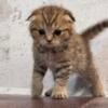 Scottish Fold Males and Scottish Straight Female Kittens