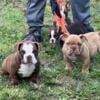 EXOTIC BULLY Puppies (AVAILABLE NOW)