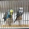 Exhibition Budgie 