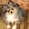 Akc blue Merle Pomeranian puppy