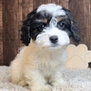 Cassie Cavapoo