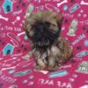 Shih tzu male ready to meet his family