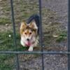 Pembroke Welsh Corgi  fluffy female 