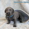 AKC Registered Silver & Charcoal Labrador Puppies