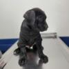 Black Male ICCF Cane Corso Puppy 8 weeks old