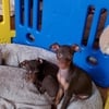 Miniature Pinscher puppies