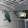 Lovebirds