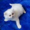 Purebred Persian White Male Kitten - Ready to go