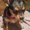 LONGHAIR MERLE CHIHUAHUA  BOY  PUP  $1200  PUREBRED  BROOKLYN NYC