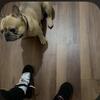 male frenchie