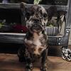 Sweet girl frenchie available 