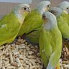 Yellow Sided Dilute Conures and Suncheek Conure handfed babies