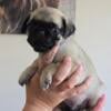 Pug Puppy - Male Ready for his new home