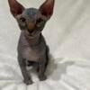 Purebred Sphynx kittens Ready to go !