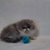 Blue/white Persian male