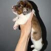 Mini dachshund long haired