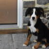 Bernese mountain dog male puppy Toby