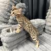 Male Bengal