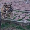American Bully short and thick