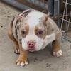 American Bully Female