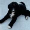 Bernadoodle pups for sale