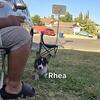 Corgi Puppy