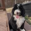 Bernedoodle Puppy