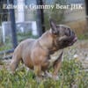 AKC French Bulldog Male Gummy Blue Sable male triple carrier at