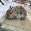 Jersey Wooly Bunnie