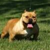 Female Pocket American Bully 2 years old