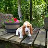 Basset hound puppies