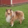 Rough Collie pups HilltopCollies.com