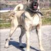 Monstrous Kangal Puppies! Available now!