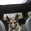 German Shepherd new home