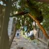 Breeding pair of macaws