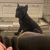 Female Black Cane Corso