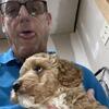 Miniature Golden Doodle