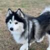 Pomsky Stud not for sale