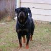 AKC MALE ROTTWEILER 