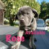 AKC best of breed Cane Corso Mastiff puppies.