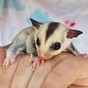 Sugar Glider For Sale | Baby Joeys looking for homes