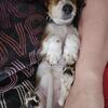 Mini long-haired Dashound puppy