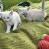 Siamese kittens ready in June